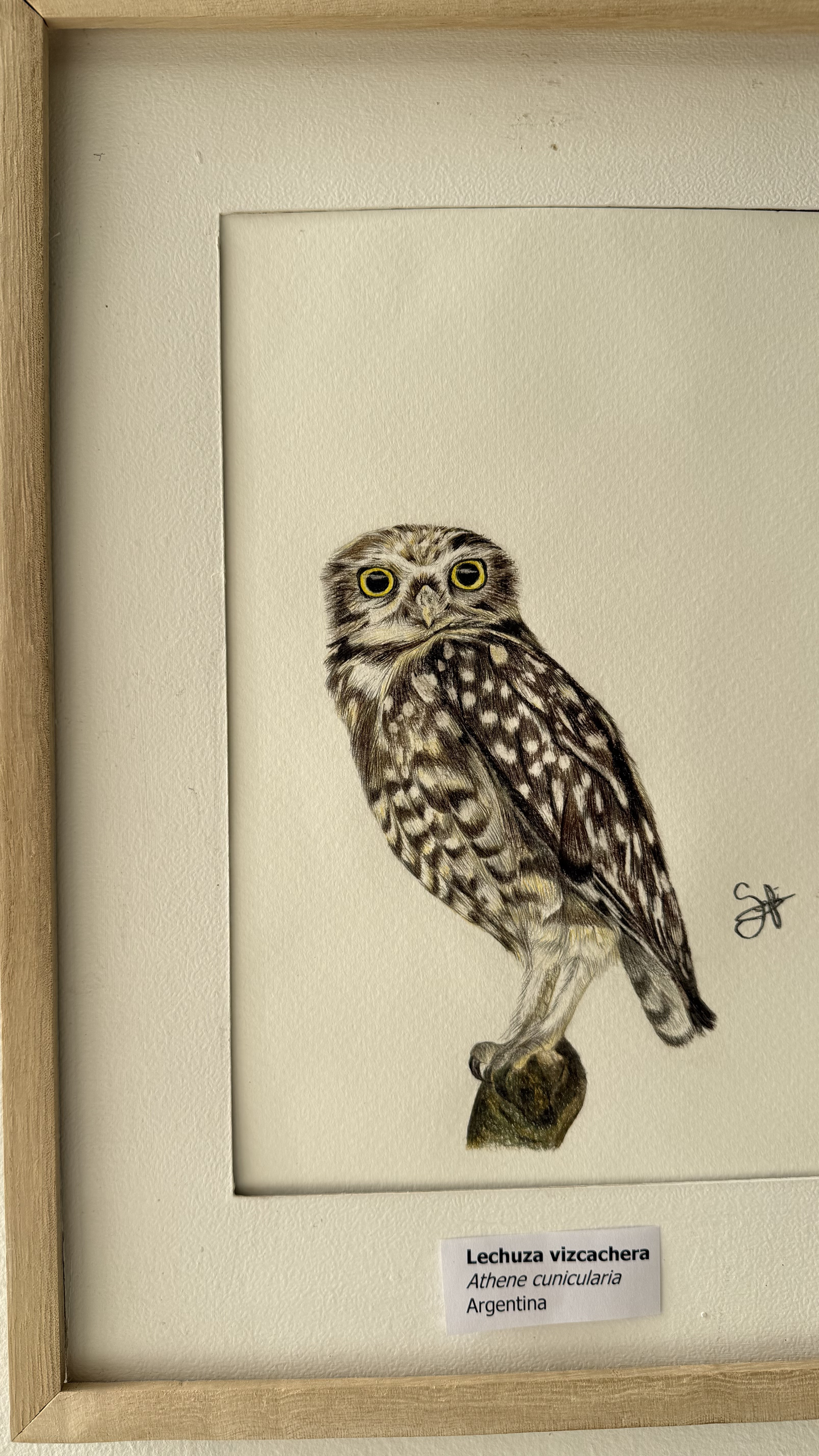 FAUNA ARGENTINA: NUEVA MUESTRA EN LA TERMINAL DE ÓMNIBUS